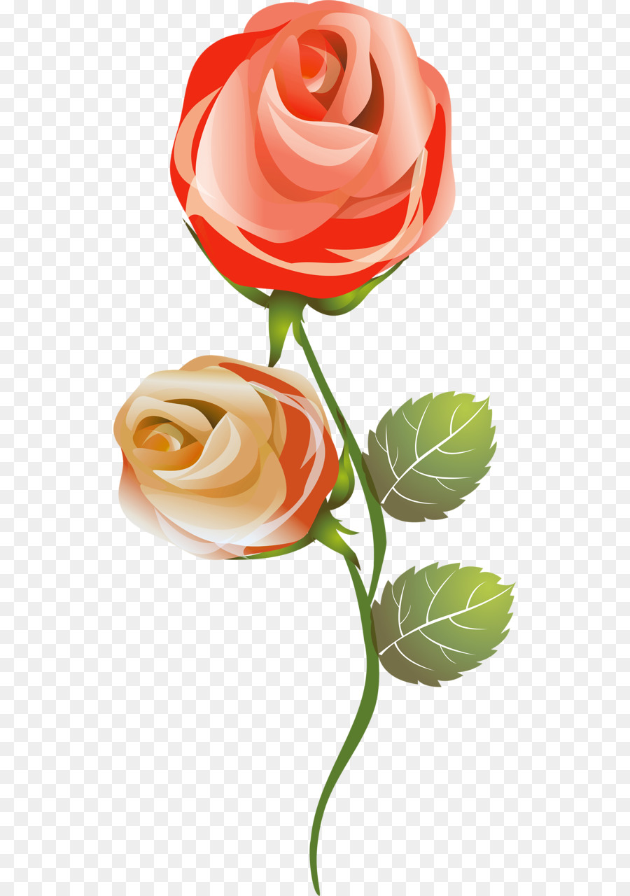Mawar Taman Mawar Perancis Bunga Taman Bunga Potong Bunga Unduh