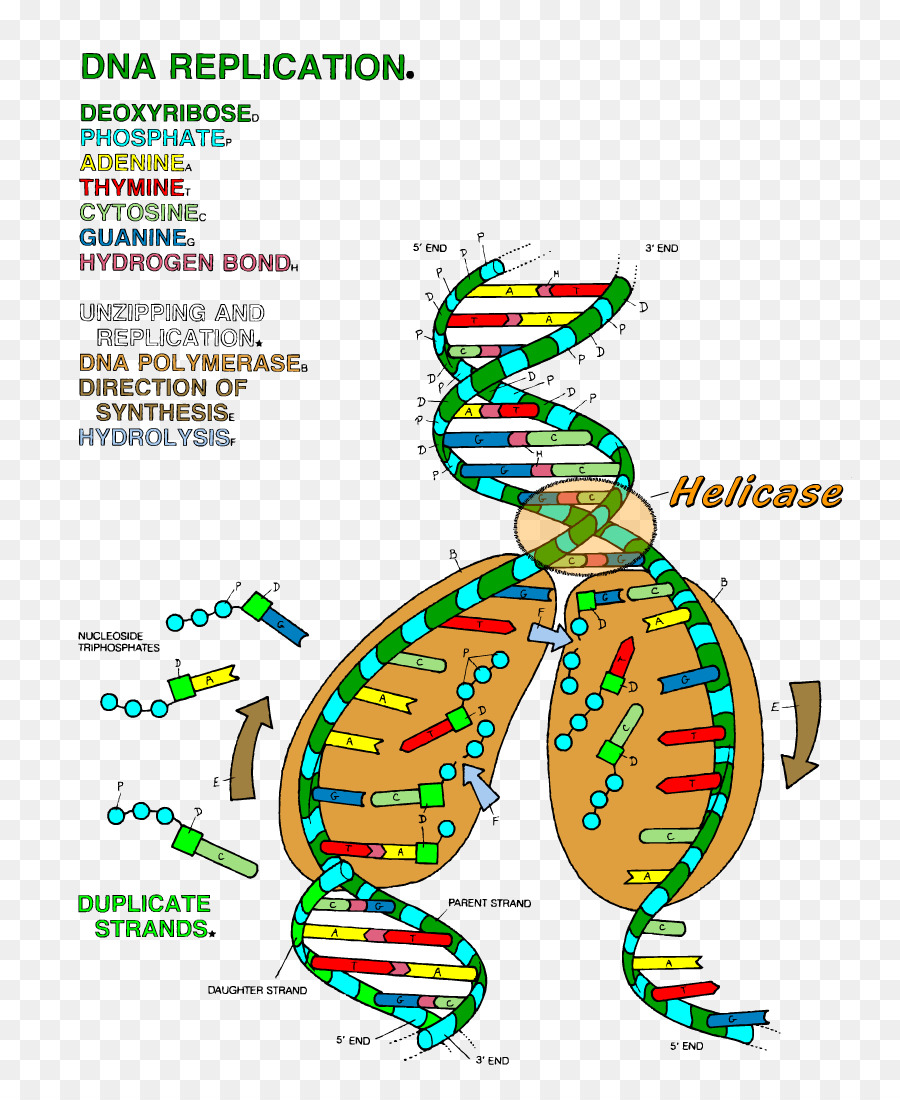 worksheet-16-dna-replication-answers