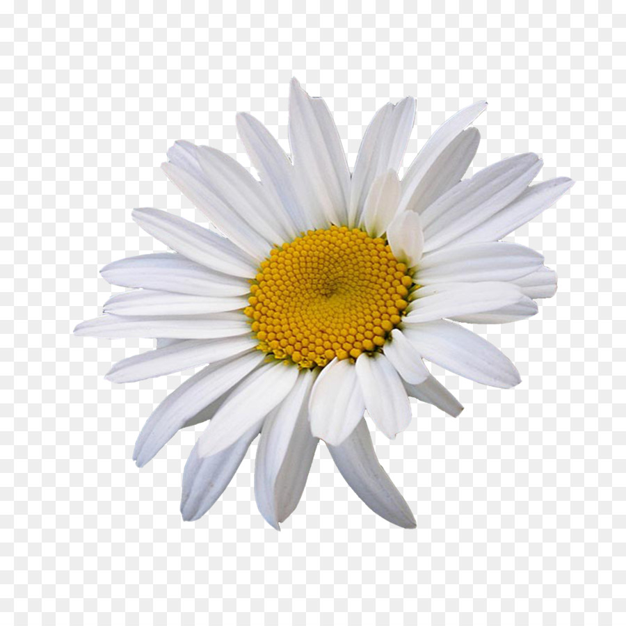 Oxeye Daisy Daisy Umum Bunga Chamomile Clip Art Bunga Unduh