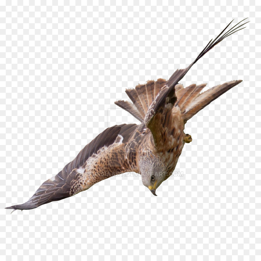 Bird Of Prey Buzzard Tiket Pesawat Falcon Burung Falcon Unduh