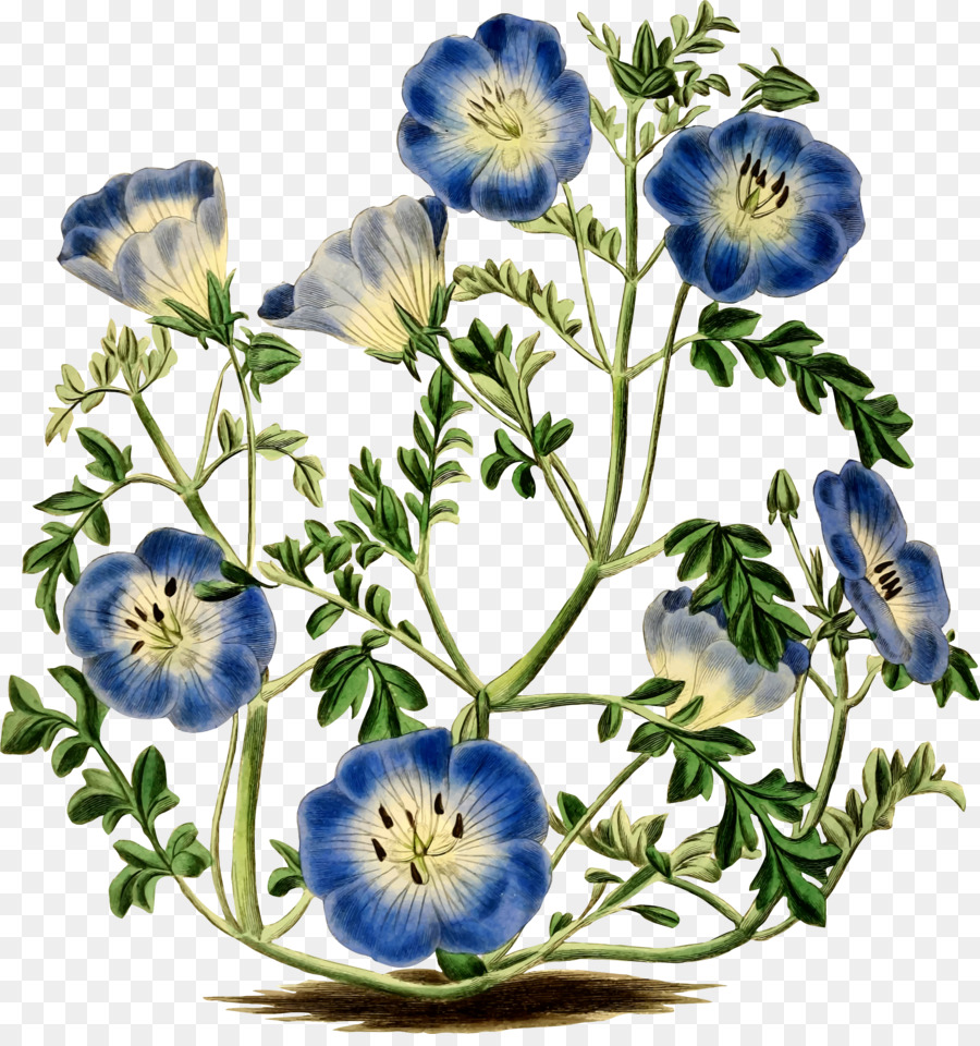 Menzies Bayi Mata Biru Bunga Botani Botani Ilustrasi Bunga