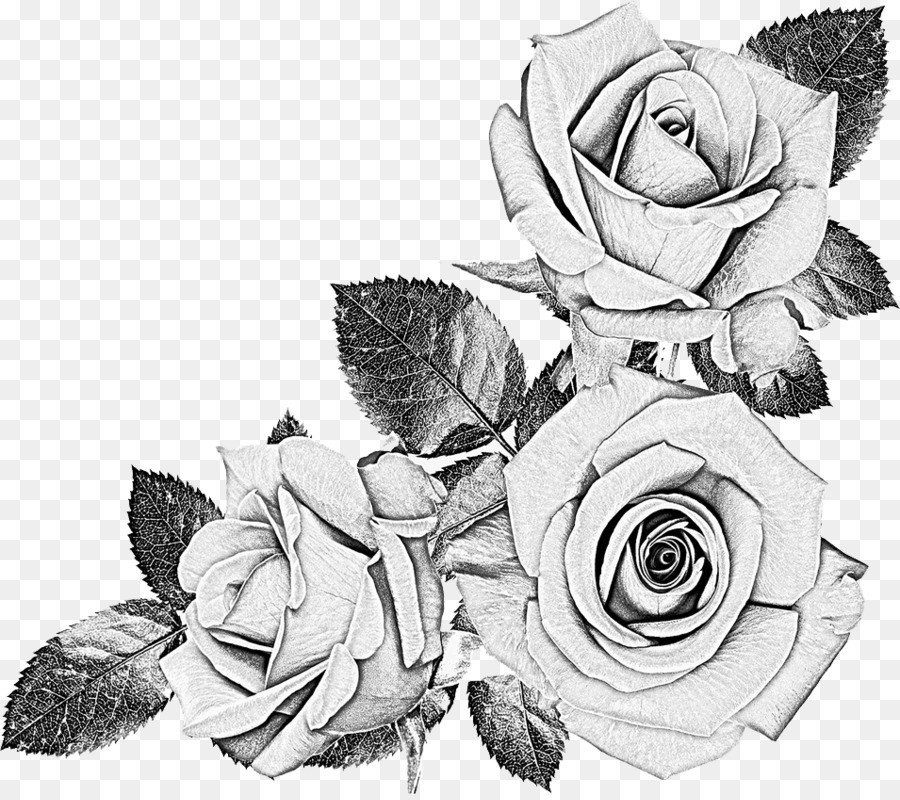 Drawing Black rose Sketch - rose 955*844 transprent Png Free Download