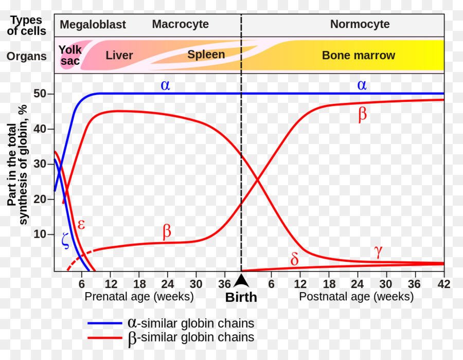 Fetal Hemoglobin Curve 7378