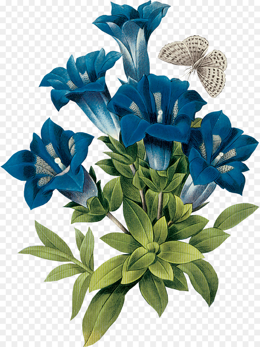 Gentian Botanical Ilustrasi Bunga Biru Bunga Unduh Bunga Pabrik