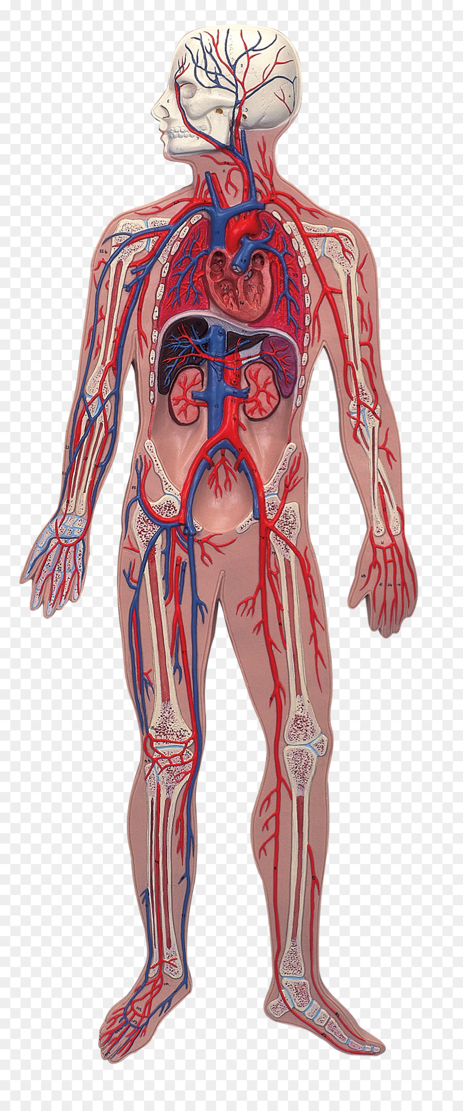Manusia Anatomi Tubuh Manusia Sistem Saraf Ilustrasi Darah Unduh