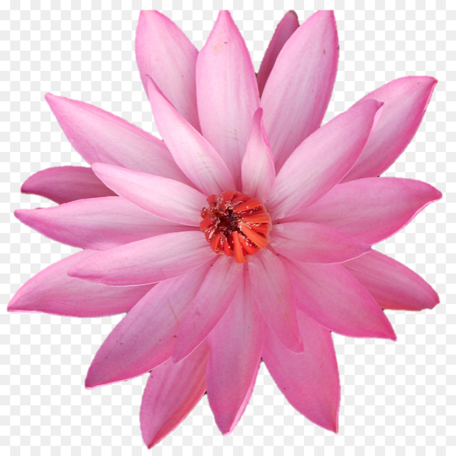 Kelopak Bunga Merah Muda Mawar Ilustrasi Bunga Unduh Bunga Pink