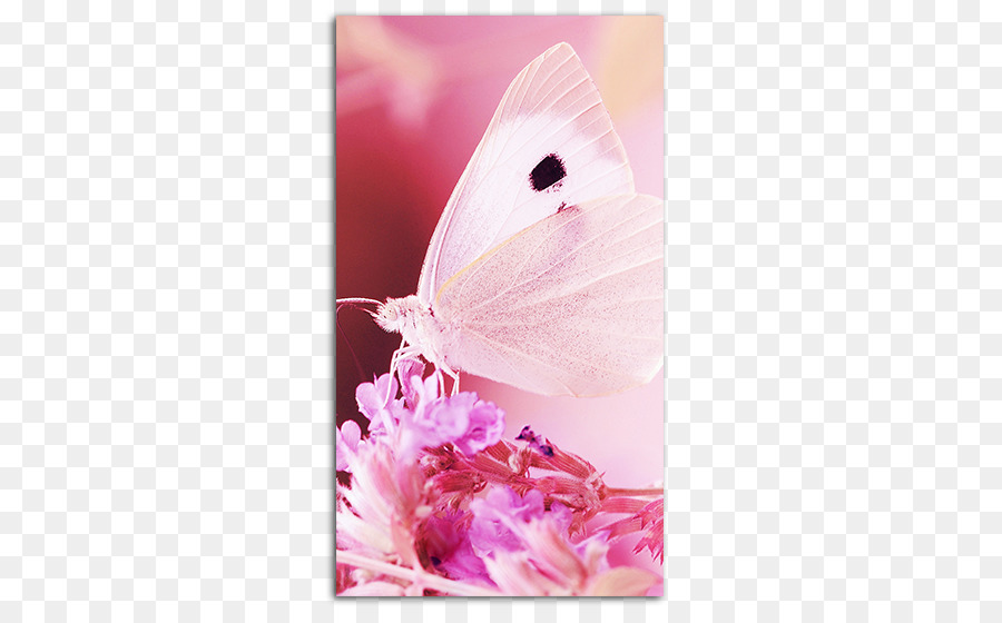 Desktop Wallpaper Apple Iphone 7 Plus Butterfly Iphone 6 Image Hd