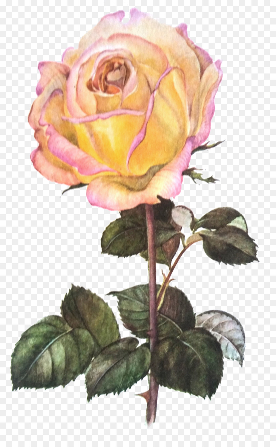 Taman Mawar Kubis Bunga Mawar Bunga Potong Karangan Bunga Bunga