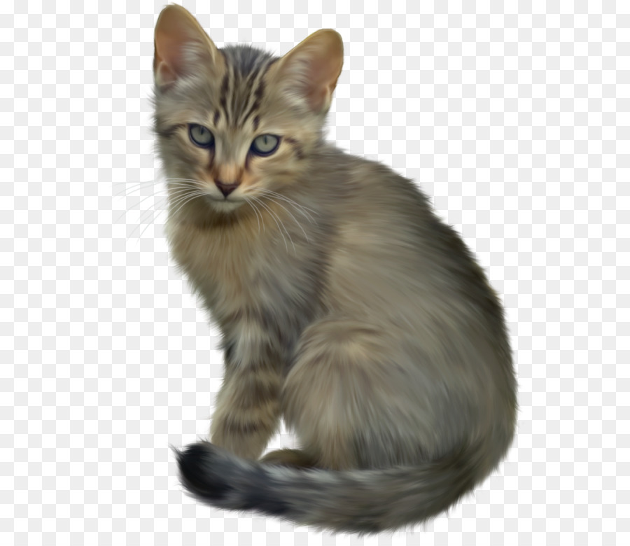  Gambar  Kucing  Jawa 