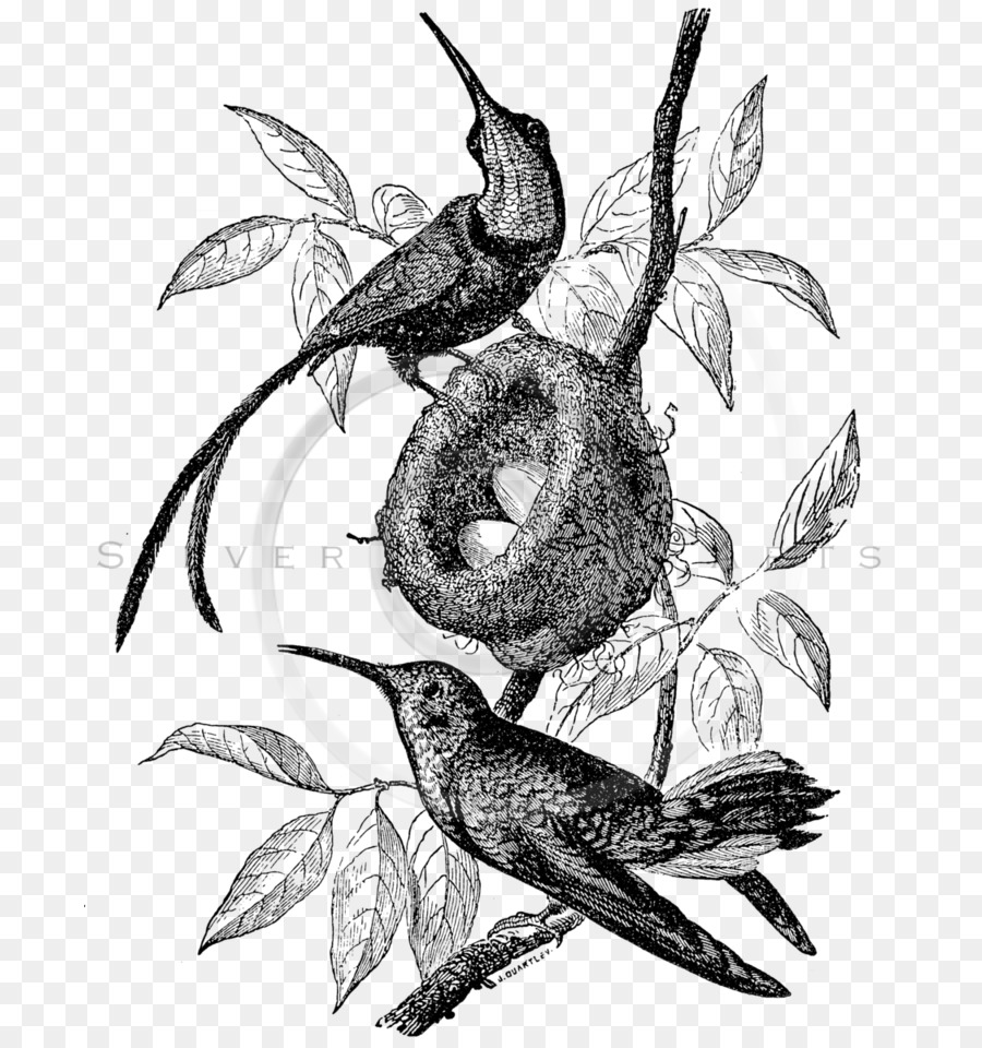 Ruby Tenggorokan Hummingbird Ilustrasi Clip Art Burung Unduh