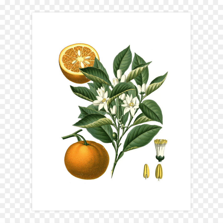 Bitter Orange Citrus Sinensis Botani Ilustrasi Orange Unduh