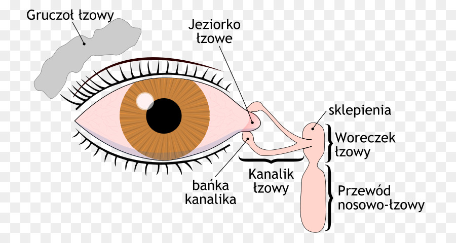 Dry Eye Syndrome Lacrimal Gland Lacrimal Sac Tears Lacrimal