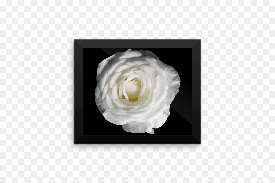 20+ Koleski Terbaru Bunga Mawar Hitam Putih Png - Jonas ...