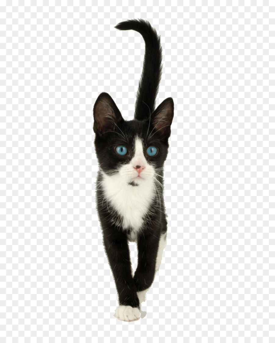 Kumis Kucing American Wirehair Domestik Kucing Berambut Pendek