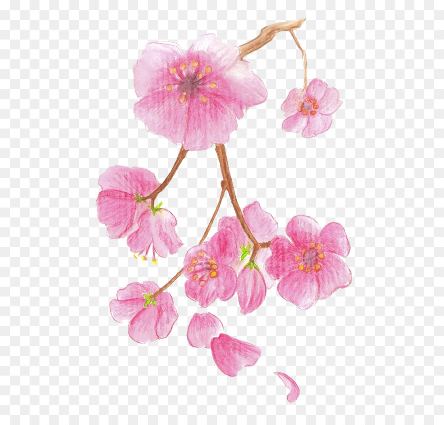 Cara Mewarnai Gambar Bunga Sakura | gambar mewarnai bunga
