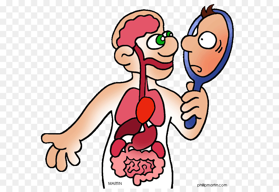Anatomi Tubuh Manusia  Kartun Blog Kesehatan Anda