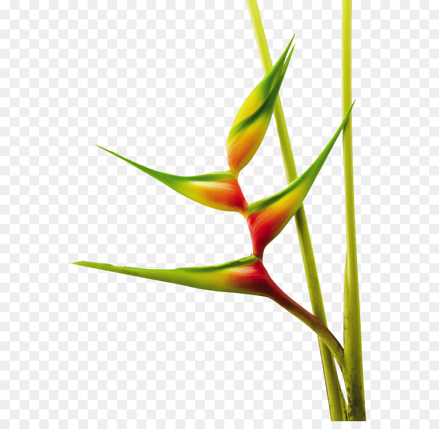 Heliconia Bihai Heliconia Chartacea Palsu Burung Cendrawasih Bird Of