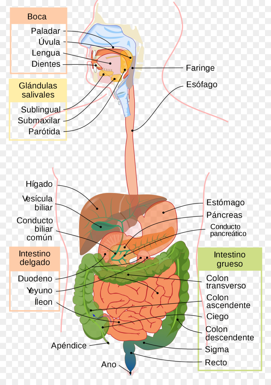  Gambar  Ilustrasi Sistem  Pencernaan  Manusia  Hilustrasi