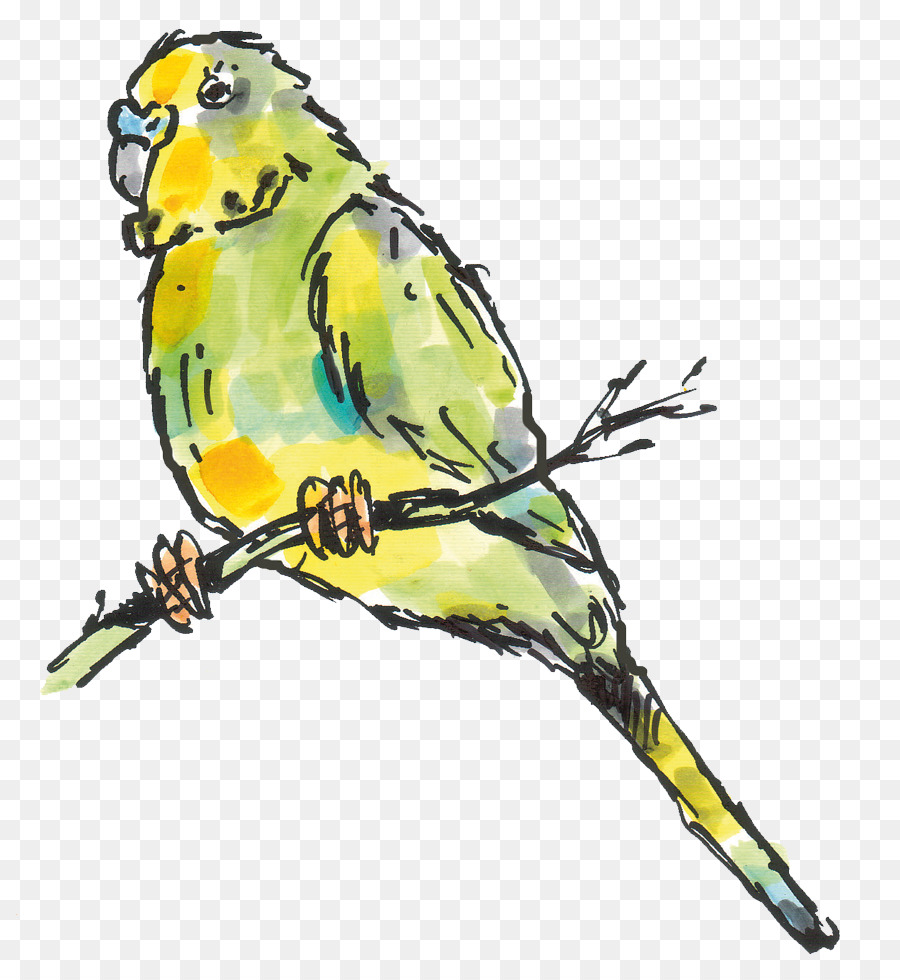 Budgerigar Lovebird Parkit Macaw Burung Unduh Burung Umum