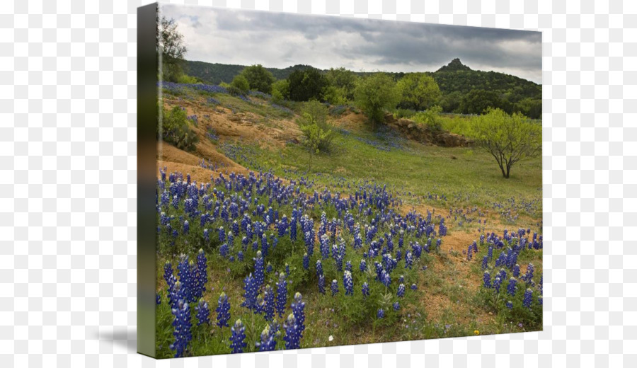 Flower Field Png Download 650513 Free Transparent Texas