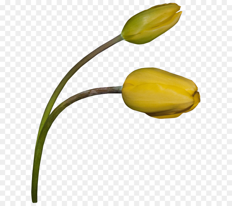 25+ Lukisan Bunga Tulip Simple - Gambar Bunga HD
