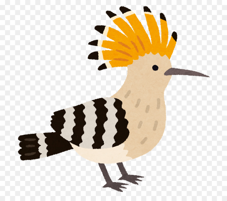 Ilustrasi Ayam Burung Paruh Clip Art Ayam Unduh Paruh