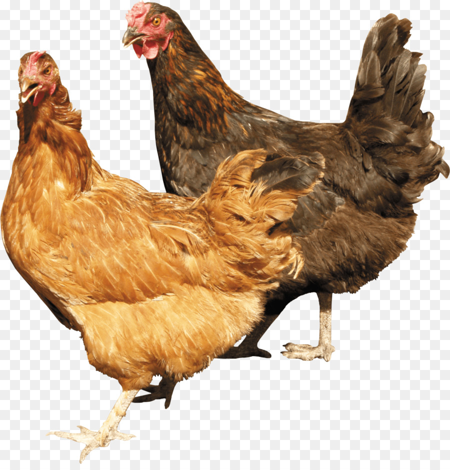 Chicken Cartoon Png Download 22062274 Free Transparent Chicken