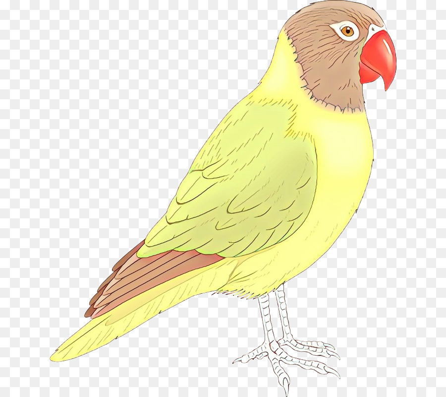 20+ Ide Sketsa Burung Macaw - Nation Wides